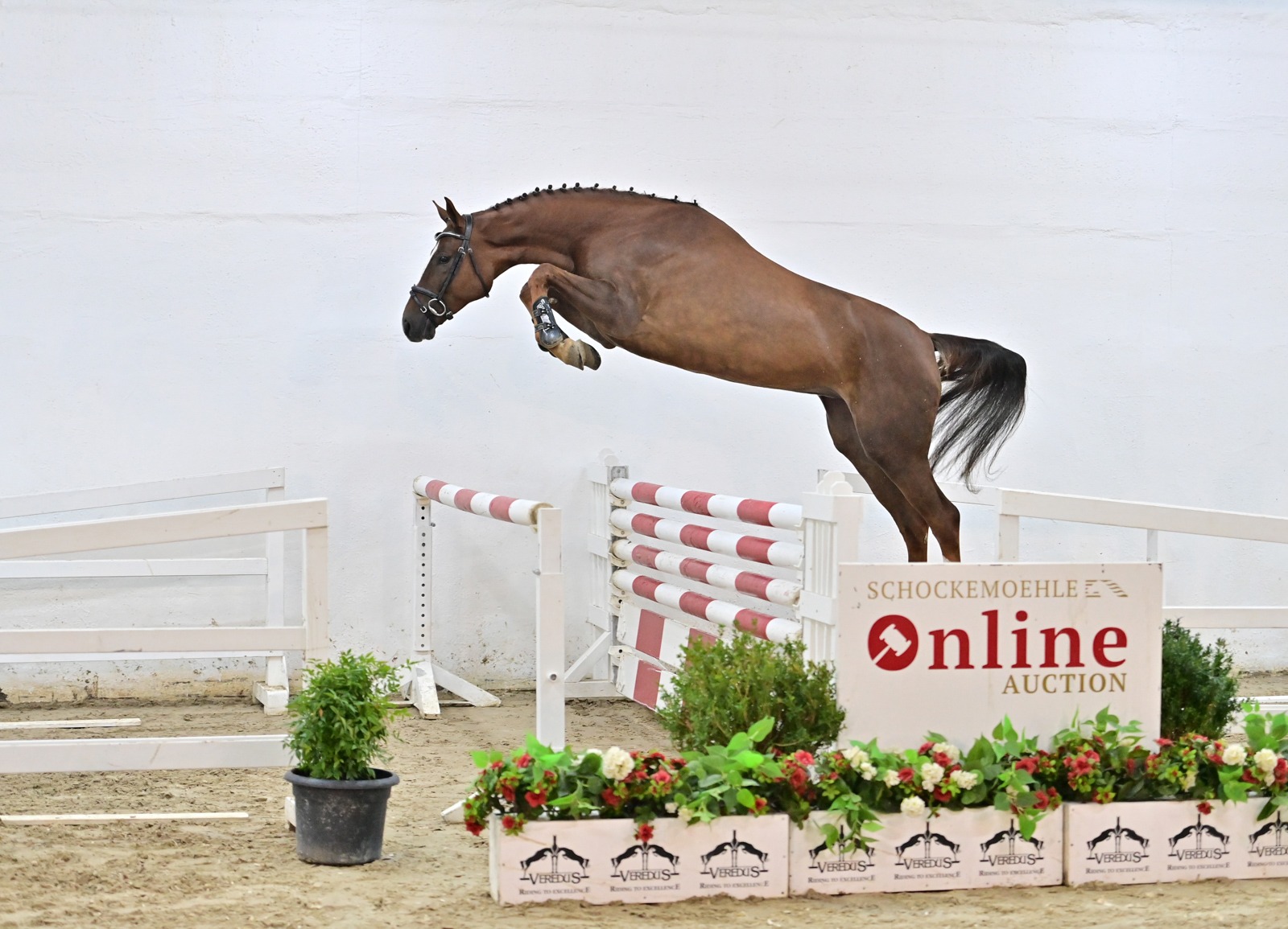 Die neueste Kollektion unserer jungen Springpferde ist online