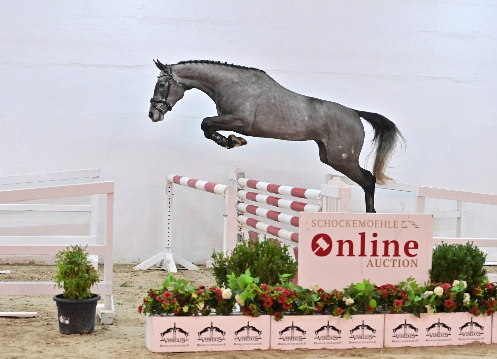 Schockemoehle Online Auction - Young Jumpers: Kollektion Online Schockemoehle Online Auction - Young Jumpers: Kollektion Online